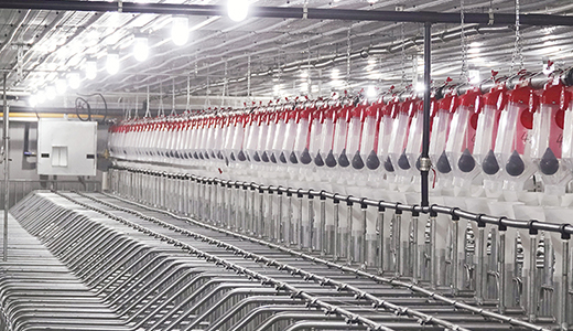 河南民權(quán)楊西6000種豬場