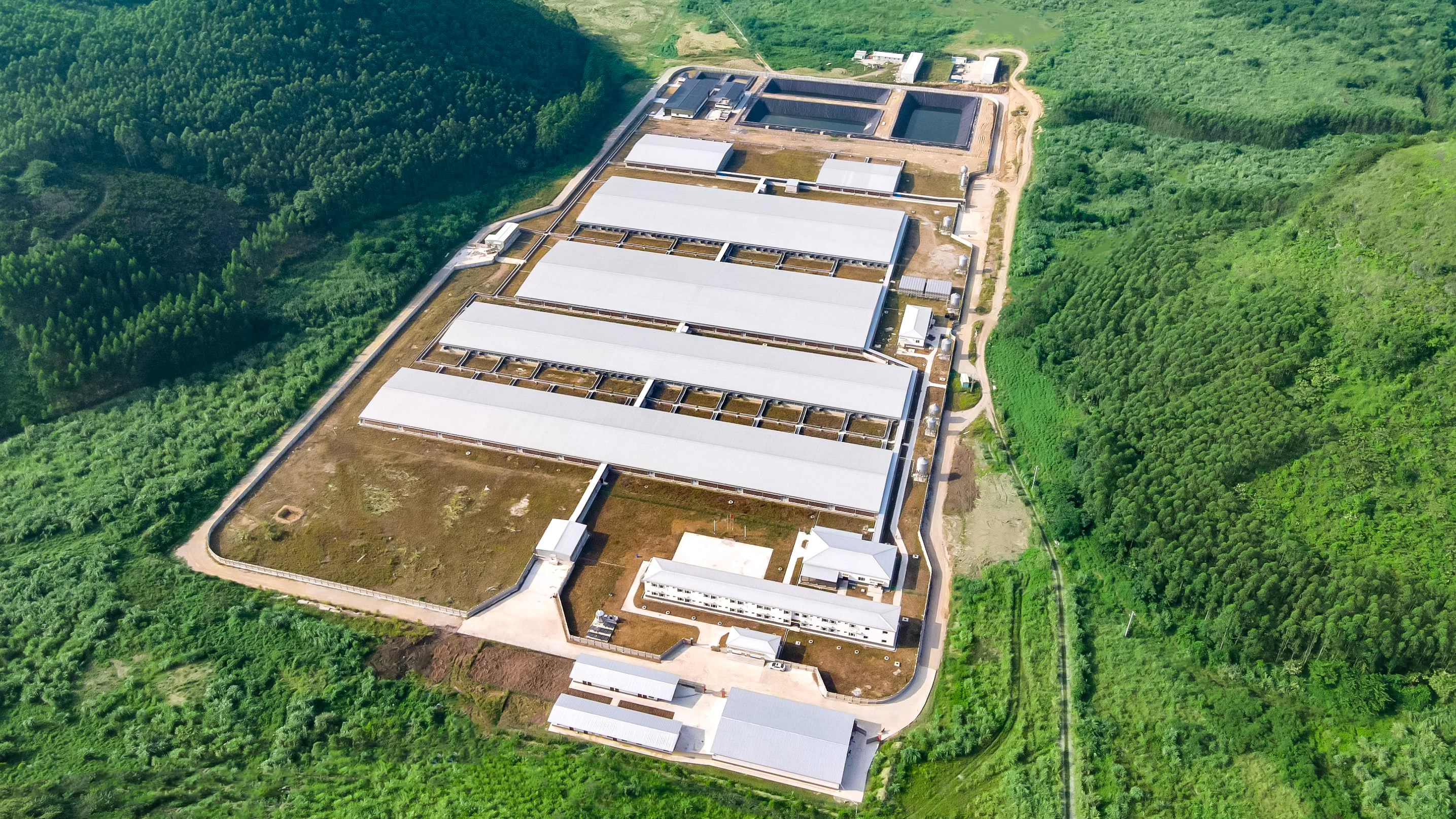 又一個EPC項目通過驗收！揭秘正大高標準種豬場的建造細節(jié)